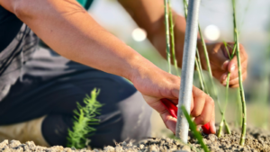 artificial turf products