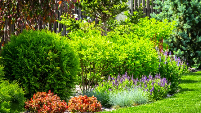 backyard tropical garden design